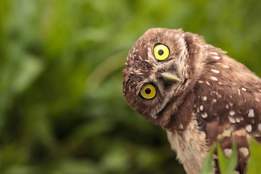 GROGGY Definition & Meaning - Merriam-Webster